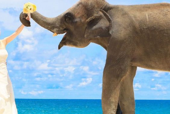 baby-elephant2